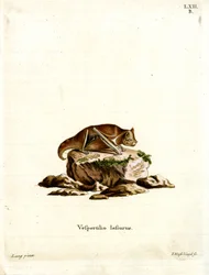 Chauve-souris rousse de l