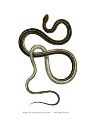 Serpent ruban oriental