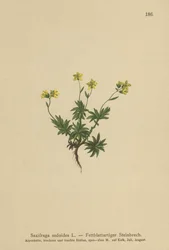 Saxifrage orientale (Saxifraga sedoides)