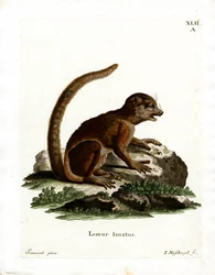 Lémur laineux de l