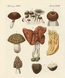 Champignons comestibles