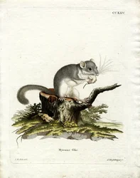 Lérot