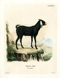 Chèvre Égyptienne