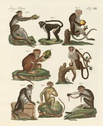 Huit types de guenon