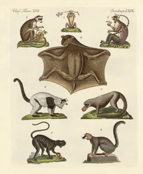 Huit types de lémuriens