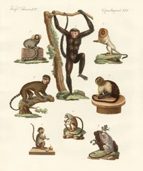 Huit types de singes