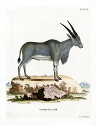 Antilope éland