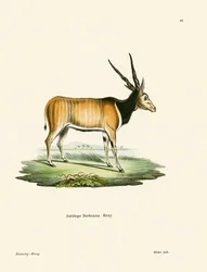 Antilope éland