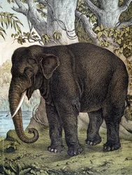 Éléphant - dans "Histoire naturelle des mammifères", éd. Schreiber, Munich