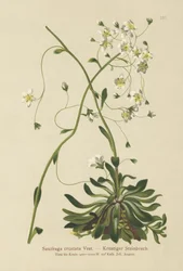 Saxifrage encroutée (Saxifraga crustata)