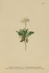 Valériane à feuilles entières (Valeriana saliunca)