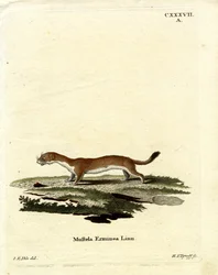 Hermine