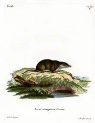 Musaraigne eurasienne