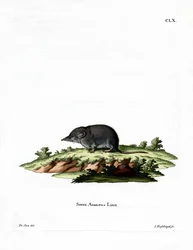 Musaraigne eurasienne