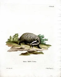 Blaireau européen