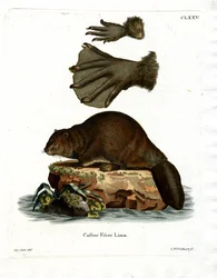 Castor européen