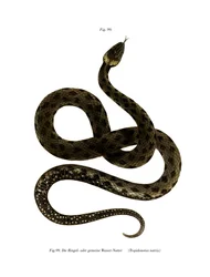 Couleuvre à collier européenne