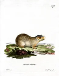 Spermophile européen