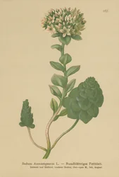 Orpin toujours vert (Sedum Anacampseros, Hylotelephium anacampseros)