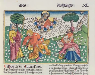 Exode 16, 13-22 : Dieu donne des cailles et de la manne aux Israélites, de la Bible de Nuremberg (Biblia Sacra Germanaica)