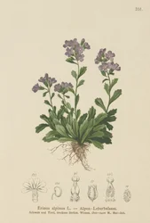 Erin des Alpes (Erinus alpinus)