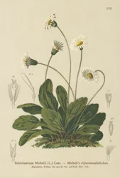 Faux aster (Bellidiastrum michellii)