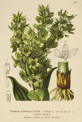 Fausse hellébore