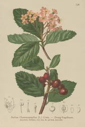 Alisier nain (Sorbus chamaemespilus)