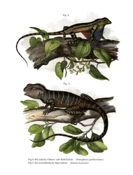 Lézard à gorge en éventail