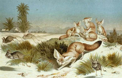 Fennec, planche de "Brehms Tierleben: Allgemeine Kunde des Tierreichs", vol.2, p.202, publié par Bibliographisches Institut