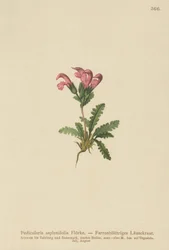 Pédiculaire à feuilles de fougère