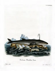 Baleine à Nageoires