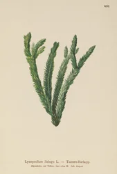 Lycopode en massue