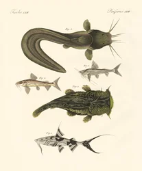 Poissons du Bengale