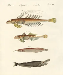 Poisson à forme étrange