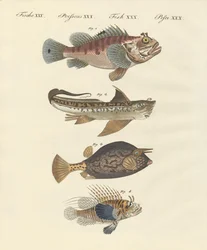 Poisson de forme étrange