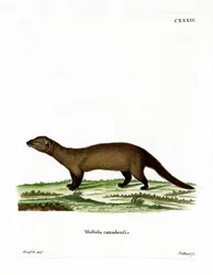 Pékan