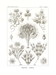 Flagellata, 1899-1904