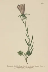 Campanule à feuilles de lin (Campanula linifolia, Campanula Carnica)