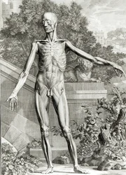 Corps écorché, des Tables du Squelette et des Muscles du Corps Humain par Bernard Siegfried Albinus (1697-1770) 1747