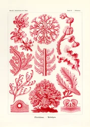 Florideae ou Rhodophyceae
