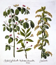 Fly Honeysuckle et Hawthorn, de Hortus Eystettensis, par Basil Besler, pub. 1613