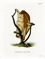Lémurien volant