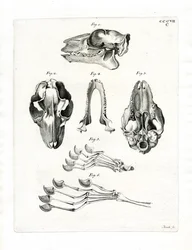 Crâne de Lémurien Volant