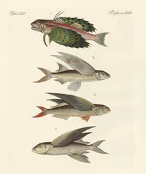 Poissons volants