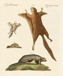 Écureuils volants