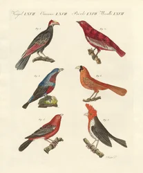 Oiseaux exotiques magnifiques