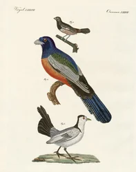 Oiseaux étrangers