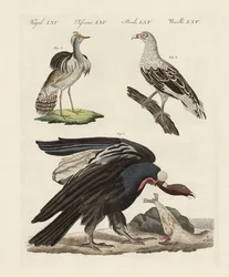 Oiseaux étrangers