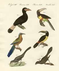 Oiseaux étrangers